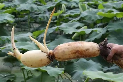 華逸府聯(lián)手湖北洪湖藕、江永芋頭，為您帶來(lái)健康原生態(tài)食材
